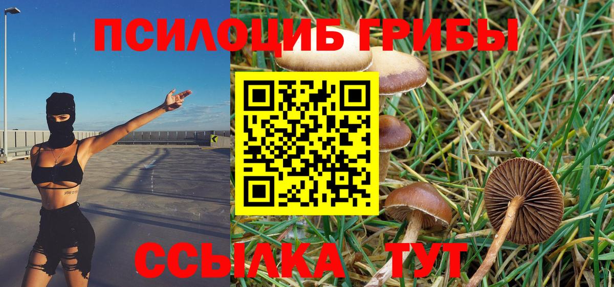 Подольск  Галлюциногенные грибы прущие грибы  Вход с VPN 